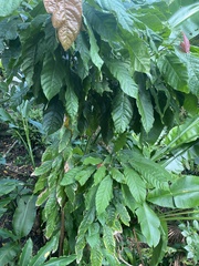 Theobroma cacao