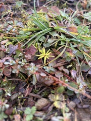 Gaultheria hispidula