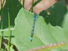 Enallagma carunculatum