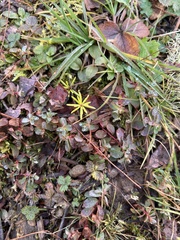 Gaultheria hispidula