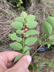 Breynia oblongifolia
