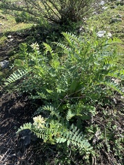 Astragalus pomonensis