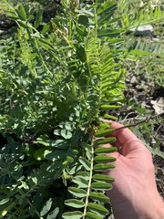 Astragalus pomonensis