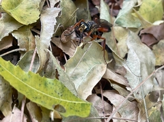 Sphex ichneumoneus