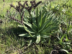 Dudleya lanceolata