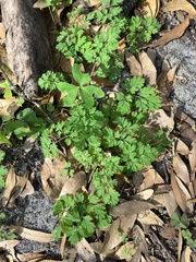 Chaerophyllum tainturieri