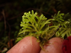 Lepidoziaceae