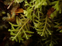 Lepidoziaceae