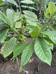Theobroma cacao