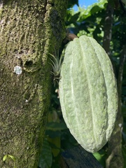 Theobroma cacao