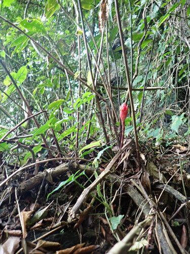 Costus erythrothyrsus, photograph 2