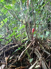 Costus erythrothyrsus