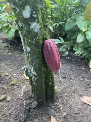 Theobroma cacao