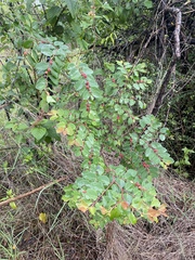 Breynia oblongifolia
