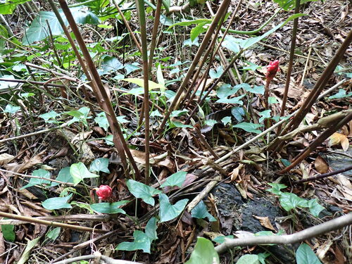 Costus erythrothyrsus, photograph 3