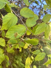 Varronia polycephala
