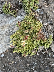 Saxifraga bryoides