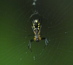 Micrathena funebris