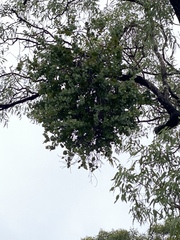 Dendrophthoe homoplastica