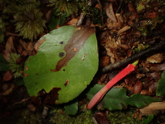 Peraxilla colensoi