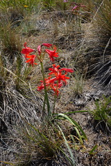 Zephyranthes splendens