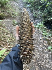 Pinus ayacahuite
