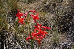 Zephyranthes splendens