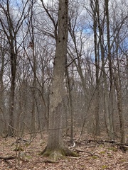 Aleurodiscus oakesii