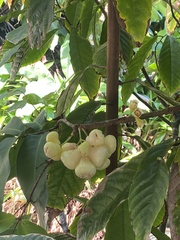 Syzygium samarangense