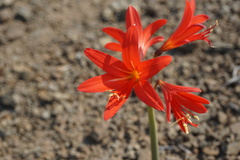 Zephyranthes splendens