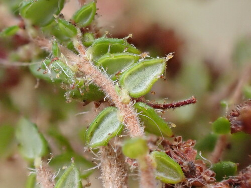 Image of Erica madida by (c) Ren Hoekstra, some rights reserved (CC BY)