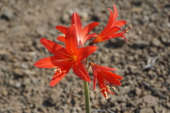 Zephyranthes splendens
