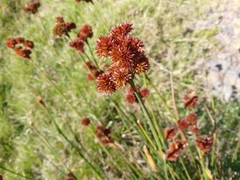 Juncus megacephalus