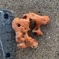 Botrylloides violaceus