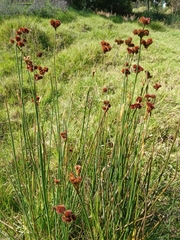 Juncus megacephalus