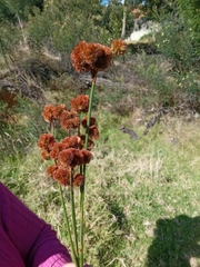 Juncus megacephalus