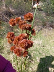 Juncus megacephalus