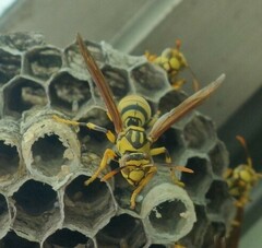 Polistes rothneyi