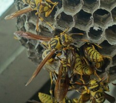 Polistes rothneyi