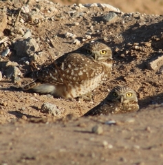 Athene cunicularia hypugaea