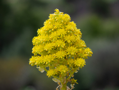 Aeonium arboreum