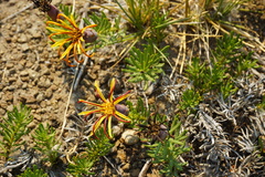 Mutisia linearifolia