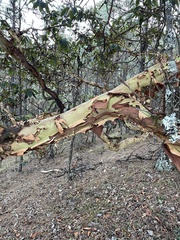 Arbutus