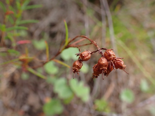Image of Erica polifolia by (c) Ren Hoekstra, some rights reserved (CC BY)