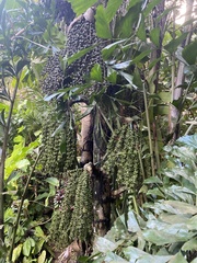 Caryota