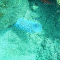 Callyspongia plicifera