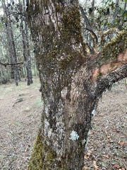 Arbutus