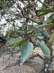 Arbutus