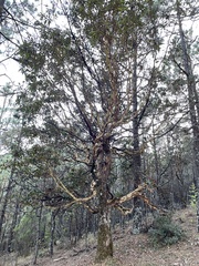 Arbutus