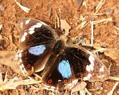 Junonia oenone oenone